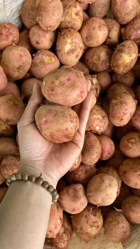 Khoai Tây Hồng
