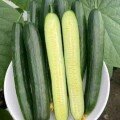 Dưa Leo Nhật