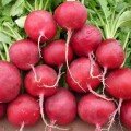 Củ Cải Đỏ