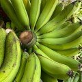 Chuối LaBa