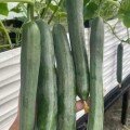 Dưa Leo Nhật