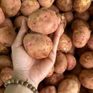 Khoai Tây Hồng