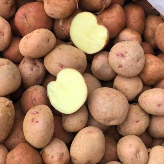 Khoai Tây Hồng