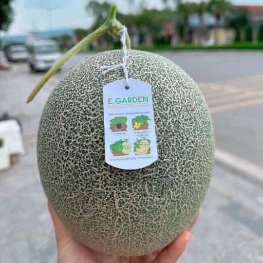 Dưa Lưới Garden
