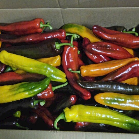 Ớt palermo 1kg (giòn ngọt, không cay)