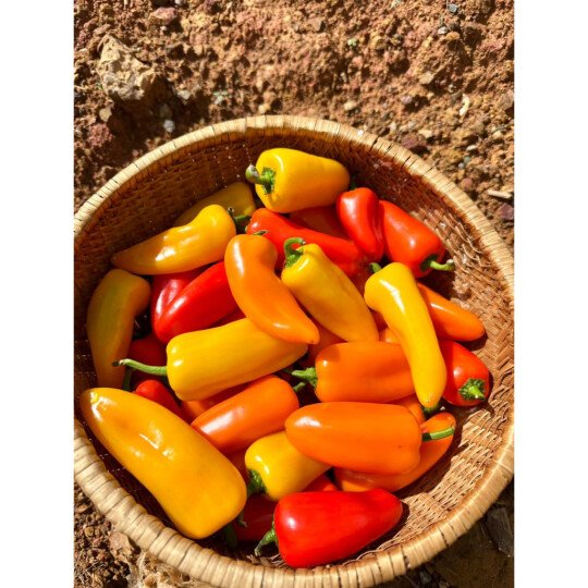 Ớt Snack Đà Lạt