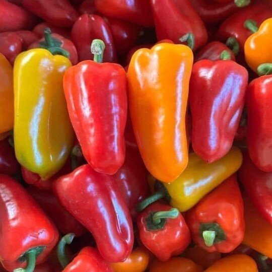 Ớt Baby Đà Lạt