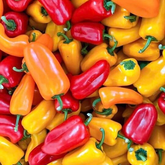 Ớt Baby Đà Lạt